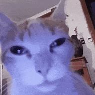 Image result for Live Cat Reaction Meme