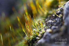 Image result for Luminous Moss