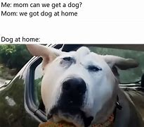 Image result for We Have a Dog at Home Meme
