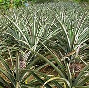 Image result for Pineapple Bush Plant
