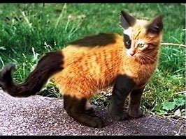 Image result for Colorful Cat Real