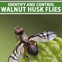 Image result for "walnut-husk-fly"