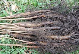 Image result for Black Walnut Lumber Log