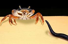 Image result for Crab Leech