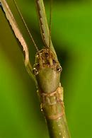 Image result for Stick Insect Eyes