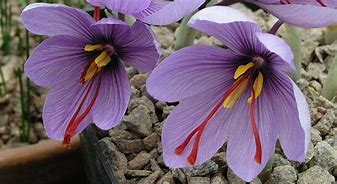 Image result for Crocus speciosus Semedo