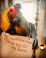 Image result for Crazy Chicken Meme