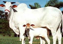 Image result for Ongole Cattle