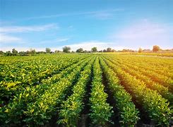 Image result for Farm Land with Crops
