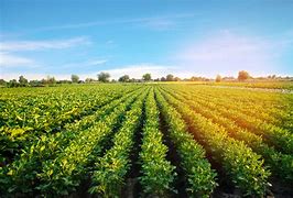 Image result for Crop Farming Pictures