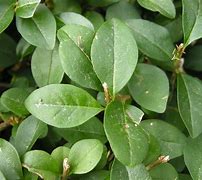 Image result for Oval Leaf Plant