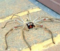 Image result for The Biggest Spider to Ever Walk This Earth