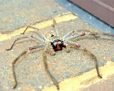 Image result for What's the Biggest Spider