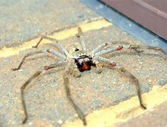 Image result for What Is the Biggest Spider in the World in Inches