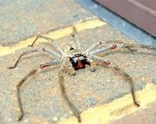 Image result for Biggest Spider Ever Recorded