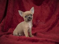 Image result for Chihuahua Puppies Cutest