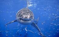 Image result for Zedge Shark Wallpaper