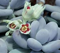 Image result for Succulent Plant Types