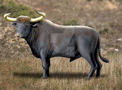 Image result for Prehistoric Bull
