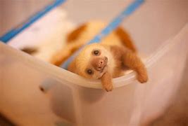 Image result for Baby Sloth Face
