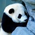 Image result for Giant Panda Face