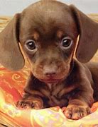 Image result for Adroable Puppies