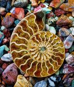 Image result for Fossilized Nautilus Shell