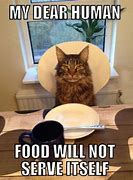 Image result for Funny Hungry Cat Memes