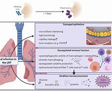 Image result for MD Degree Certificate Respiratory Medicine Sumandeep Vidyapeeth