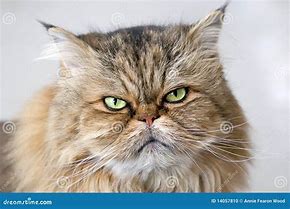 Image result for Mad Persian Cat