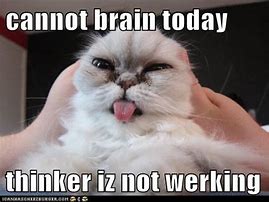 Image result for Cat Brain Loading Meme