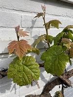 Image result for Grape Vine Mishapen Leaves