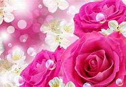 Image result for Rose Color Background