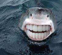 Image result for Shark Smiling with Human Teeth