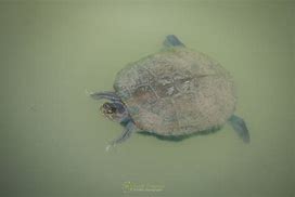 Image result for Trachemys terrapen