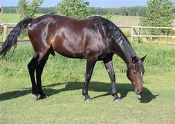 Image result for Horse Running with Head Down
