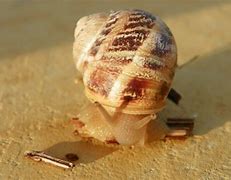 Image result for Beetle Juice for Molluscum