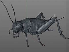 Image result for Cricket Bug Design