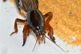 Image result for Pygmy Mole Cricket