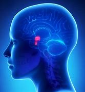 Image result for The Pituitary Gland Is Located