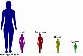 Image result for Human in Centimeters