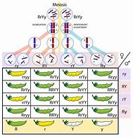 Image result for Hereditary Biology