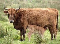 Image result for Stealing Cattle