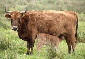 Image result for Jim Dargan Cattle Rustler