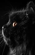 Image result for Cute Black Cat Dark