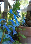 Image result for Corydalis Blue Line