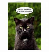 Image result for Black Cat Birthday Funny Cards