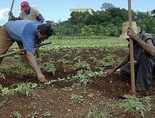 Image result for agriculgura