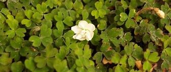 Image result for Oxalis magellanica Nelson