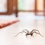 Image result for Common House Cricket Transparent